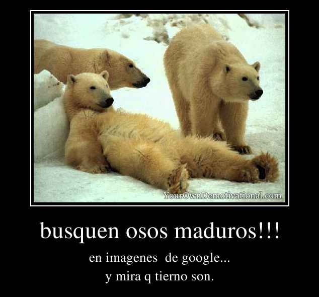 busquen osos maduros!!!