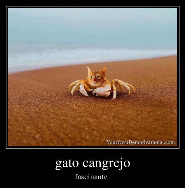 gato cangrejo