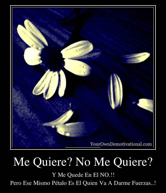 Me Quiere? No Me Quiere?