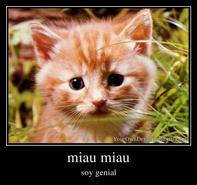 miau miau