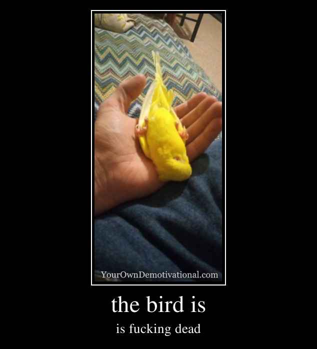 the bird is