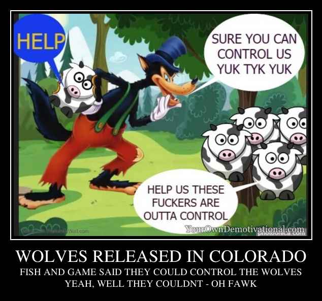 WOLVES RELEASED IN COLORADO